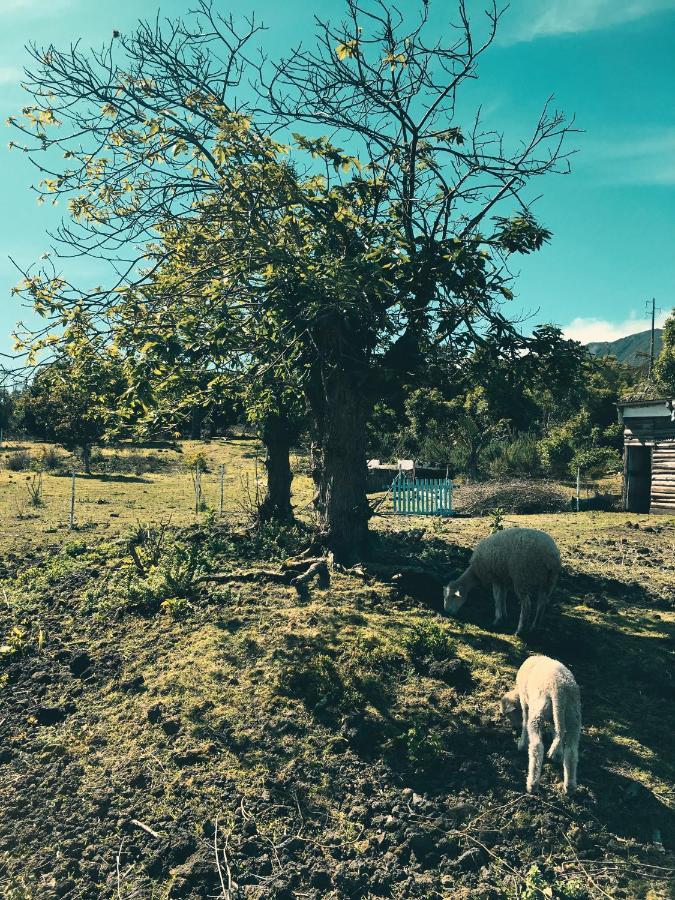 Quinta Das Almas São Roque do Pico Buitenkant foto