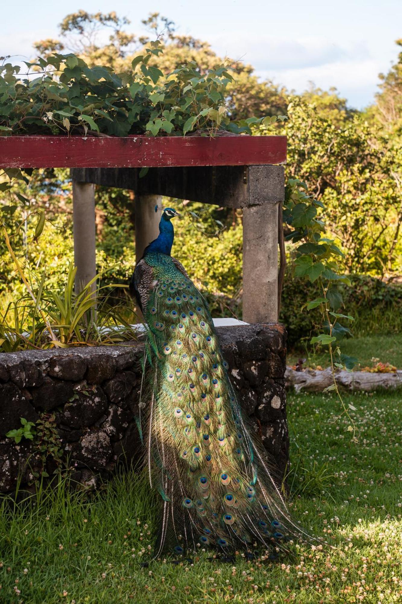 Quinta Das Almas São Roque do Pico Buitenkant foto